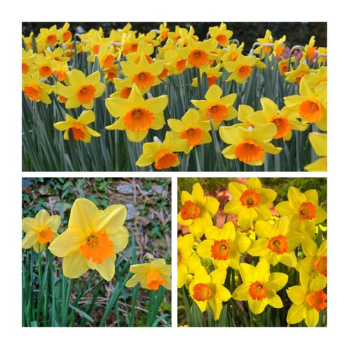 Red devon daffodil flower - daffodil,