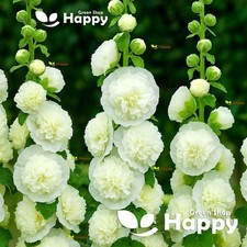 Hollyhock - 50 Seeds - Chaters