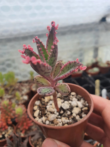 Kalanchoe pink butterfly - 'pink, |