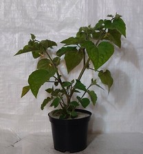 Cape Gooseberry, Physalis