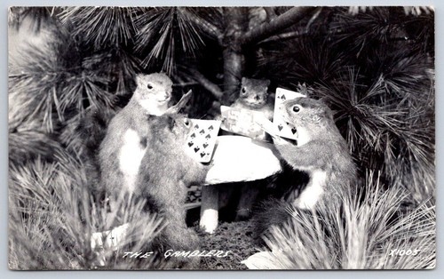 Taxidermy squirrels playing - squirrels,