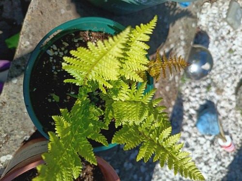 Polypodiaceae common fern - polypodiaceae, /