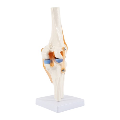 Anatomical knee joint skeleton - anatomical,