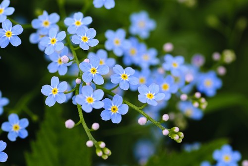 Field forget not seeds - field, –