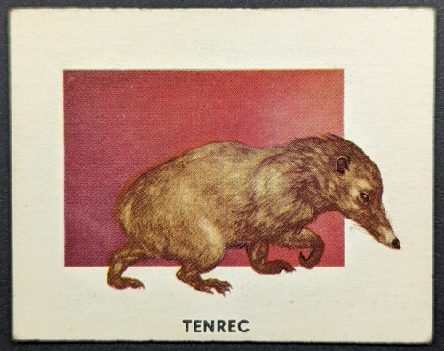 Vintage 1951 tenrec - 1951,
