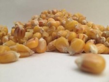 Maize 20KG CARP FISHING
