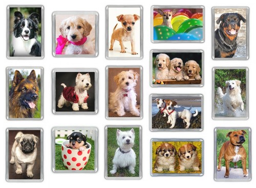 Dog fridge magnets pug - dog,