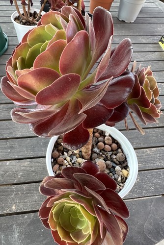 Aeonium black rose succulent - aeonium,