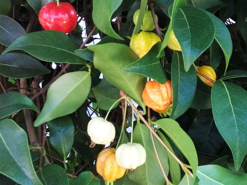 Eugenia uniflora surinam - uniflora,,
