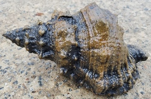 Concrete seashell garden - concrete,