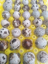 20 Jumbo Coturnix Quail Eggs