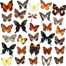 6-30 Pcs（Butterfly species