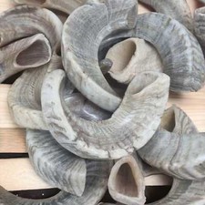 Ram Rams Horn Shofar Trumpet