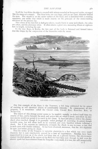 Original old antique print - antique,