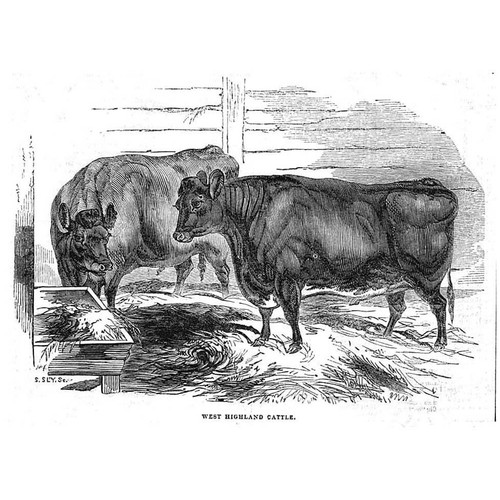 West highland cattle antique - highland,