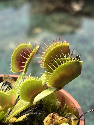 Venus flytrap dionaea - -,