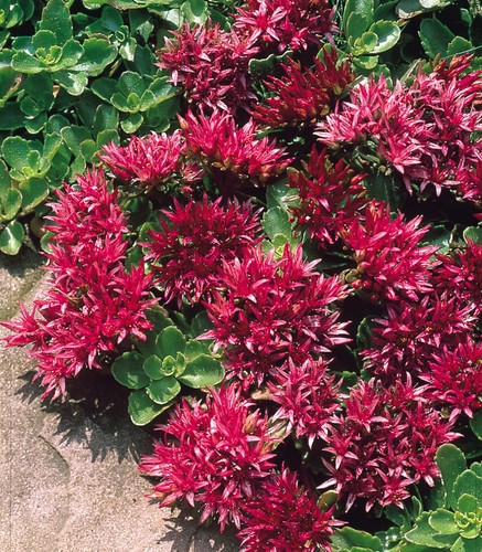 Sedum summer glory - 6,