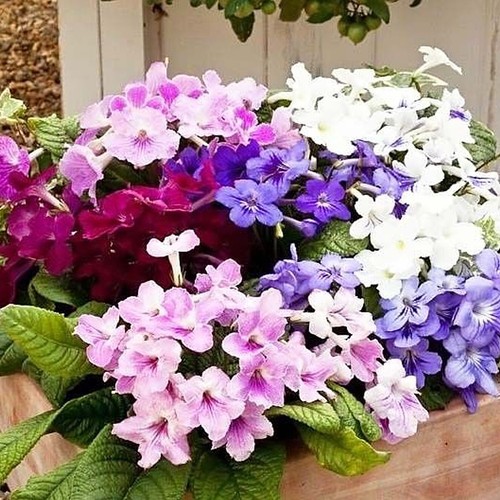 Cape primrose streptocarpus - primrose,