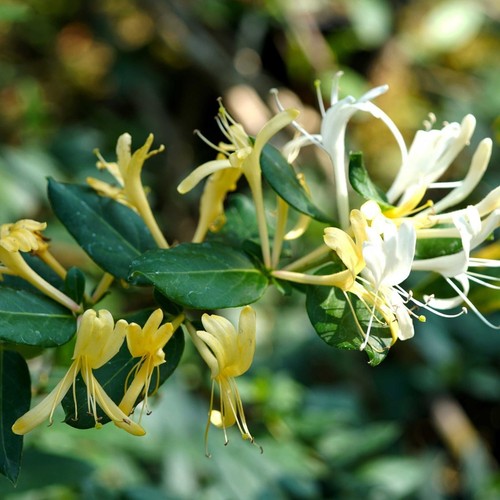 Exotic highly fragrant - highly,