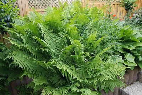 Matteuccia struthiopteris - ,