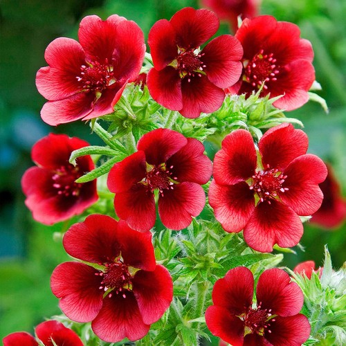 Potentilla monarchs velvet - 6,