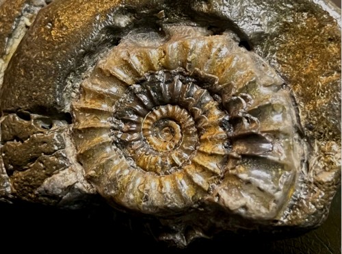 Arnioceras ammonite fossil - arnioceras,