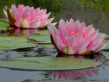 Pink water lily - water, pond