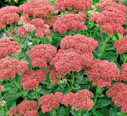 Sedum herbstfreude autumn - sedum,
