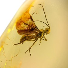 Baltic Amber Fossil: Beautiful