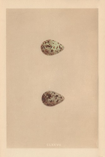 British bird eggs temminck - bird, temminck's