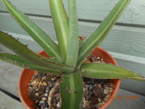 Agave lechequilla pot - agave,