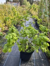 Oak Tree - Quercus - Large Bonsai Starter 80/100cm (10L)