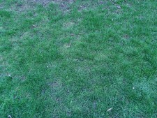 STIHL Sold Professional