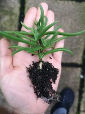 Delosperma bosseranum  Bareroot Plant Rare Caudex Succulent Houseplant 