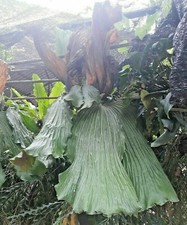 Staghorn Fern Platycerium