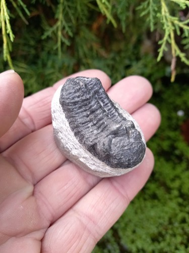 Fossil trilobite phacops - fossil,