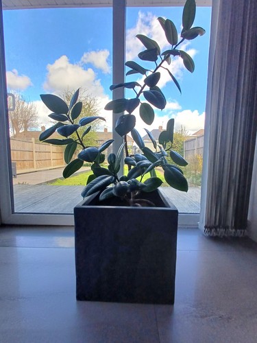 Stunning large rubber plant - rubber,