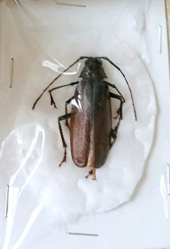 Longhorn brown large beetle - longhorn,