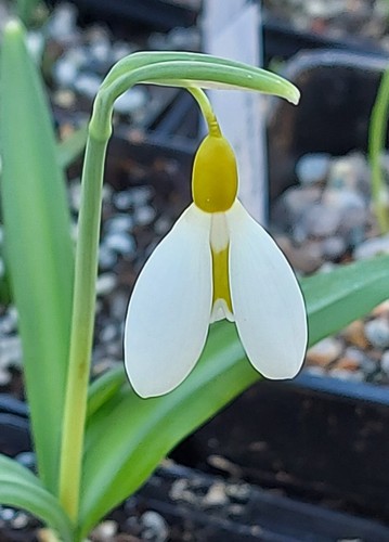 Galanthus wendys gold fine - wendys,