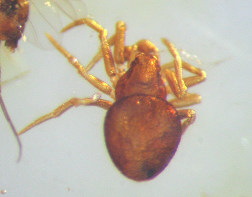 Pliocene amber kenya africa - amber,
