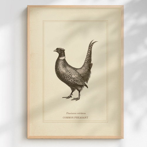Pheasant etching print - pheasant,
