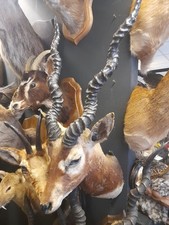 Antique Taxidermy Blackbuck