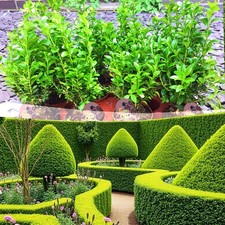Buxus common box - 30,