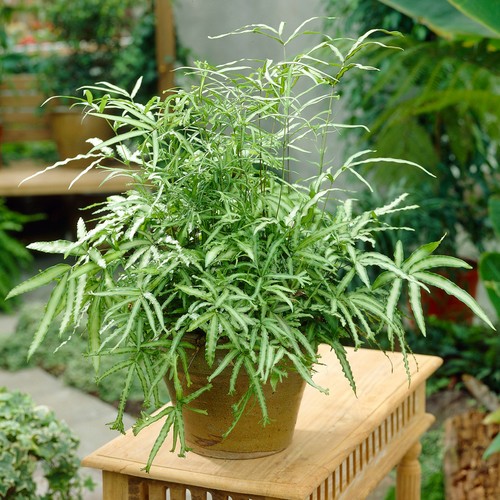 Pteris albolineata cretan - albolineata,