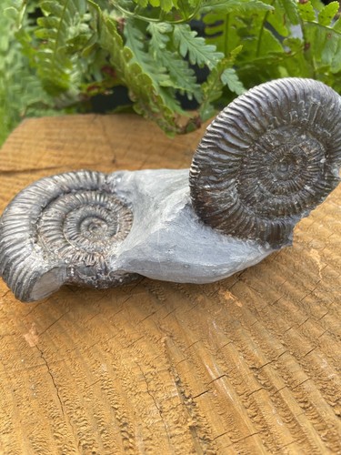 Dactylioceras ammonite fossil - ammonite,