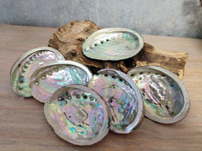 Abalone shell natural large - abalone,