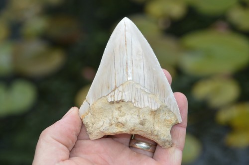 Mega megalodon shark tooth - mega,