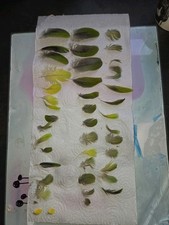 Parrot Feathers For Crafting Orange Winged Amazon Parrot Smalls