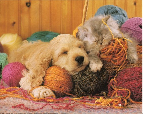 Kitten and spaniel - x, 8