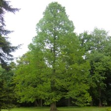 Metasequoia glyptostroboides -